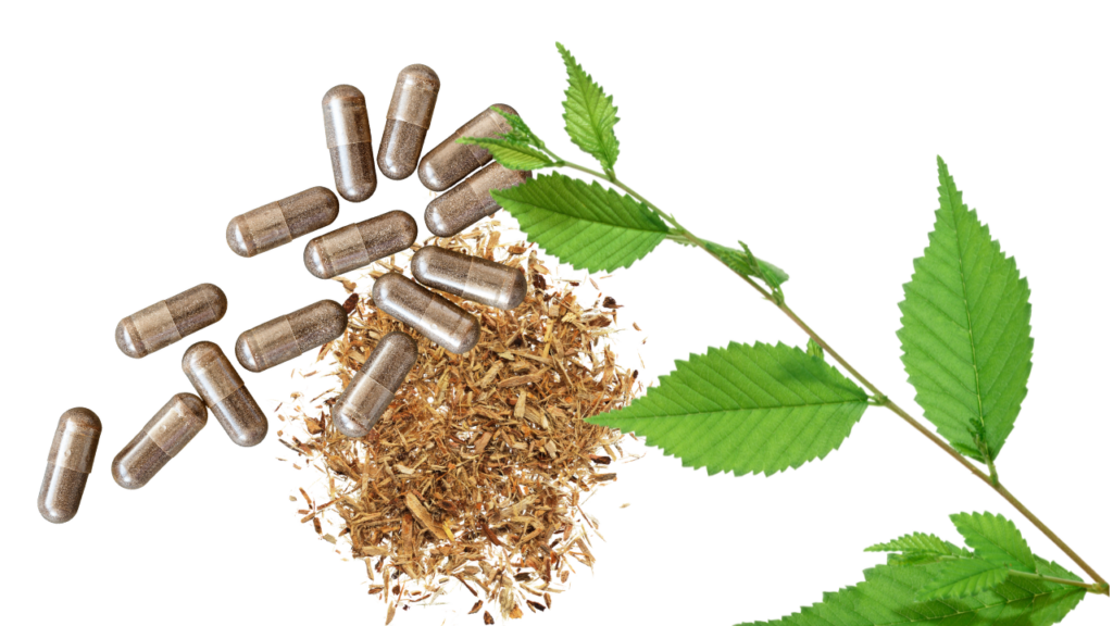 A collage of a handful of slippery elm capsules, a pile of slippery elm shredded bark, and a slippery elm branch with leaves.